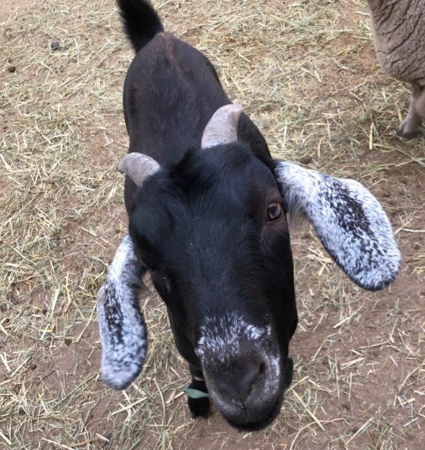 Goat Named Maggie